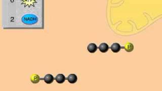 Glycolysis Overview Animation for Cellular Respiration [upl. by Akeimahs647]