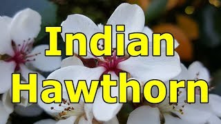 Indian Hawthorn Rhaphiolepis indica HD video 01 [upl. by Bain800]