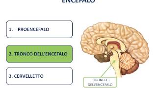 12 Il sistema nervoso centrale SNC [upl. by Llerryt]