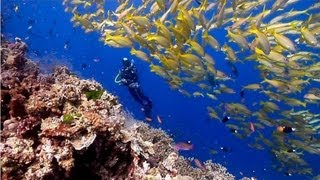 Australias Great Barrier Reef  beautiful underwater nature  Scuba Diving the Ribbon Reefs HD [upl. by Eeliram253]