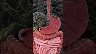 🍽️ The Stomach Lining Your Body’s Protective Barrier anatomy [upl. by Sirref]