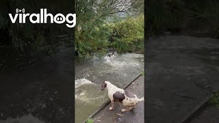 Springer Spaniels Go Swimming  ViralHog [upl. by Parrnell]