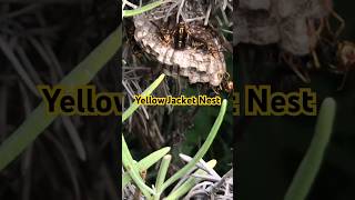 Yellow Jacket Nest at the Farm yellowjackets wasps bug farmshorts insects viralshorts [upl. by Tabbatha]