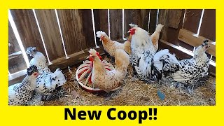 Appenzeller Spitzhauben Chicken New Coop [upl. by Skees]