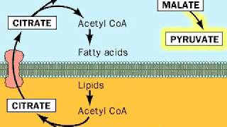 Fatty acids from Acetyl CoA [upl. by Caria]