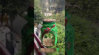 Bird feeder with old plastic container diy shorts [upl. by Atilef]