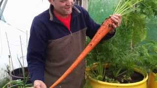 Allotment Diary Aug 23  Pulling the first Enormous Show Carrot [upl. by Chris]