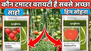 Which is the Best Tomatoe Variety Saaho VS Heemsohna tamatar ki kheti  tomato farming [upl. by Ahsehat]