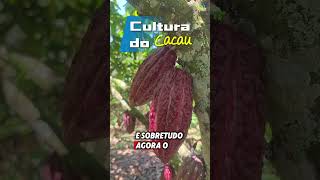 Solo Nutrido e Cacau Vigoroso Eleve sua Produtividade [upl. by Monica]