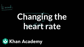 Changing the heart rate  chronotropic effect  NCLEXRN  Khan Academy [upl. by Fechter]