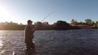 Huge Salmon caught at Sailor Bar American River 10182020 [upl. by Newberry]