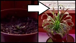 Time Lapse Of A Sundew Plant Growing [upl. by Barina]