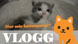 HJÄLP OSS MED NAMN TILL KATTUNGARNA  Gör om hemma  VLOGG 96 [upl. by Roshan]