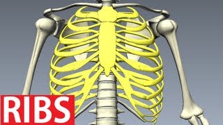 Rib Cage Anatomy  Bones of the Thoracic Wall Costae [upl. by Doralyn344]