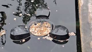 Floating Skimmer Koi Pond Modify [upl. by Nydroj]