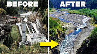 How The Largest Dam Removal Of All Time Brought An Entire Ecosystem Back From Extinction [upl. by Anilecram657]