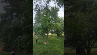 Osage Jon Wedging Over a Sweet Gum Tree [upl. by Enaira]