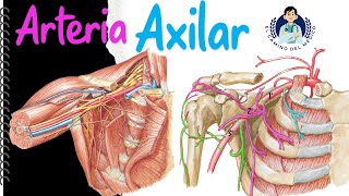 Arteria Axilar ‐ Fácil y Didáctico [upl. by Anneuq]