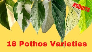 18 Pothos varieties with NAMES  Epipremnum types  SHORTS MOODY BLOOMS [upl. by Quartana908]