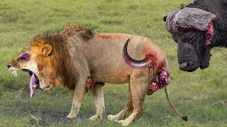 Shocking Moments When Painful Lions Are Attacked And Tortured By Africas Deadliest Preys [upl. by Ellenrad]