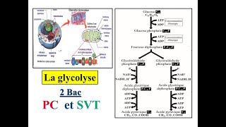 La glycolyse  2 Bac PC et SVT [upl. by Mapel]