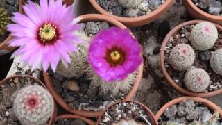 Echinocereus reichenbachii complex [upl. by Aiynat362]