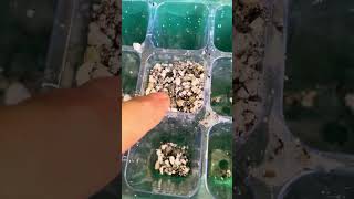 What materials you need to germinate and grow your rare aloe  agave cactus [upl. by Nodnal57]