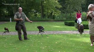 Demonstratie Valkerij Rijssen Roofvogelshow Falconry [upl. by Garzon716]