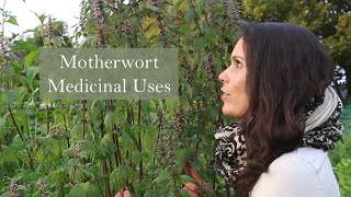 Medicinal Uses of Motherwort Leonrus cardiaca [upl. by Berry]