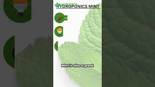 Boost Your Hydroponic Garden Discover the Top Crops to GrowHydroponicsTown [upl. by Doralynne]