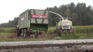 Schlammschlacht  Extrem Maishäckseln  LU Ruhland  Claas Jaguar 950 [upl. by Nuahsyar]