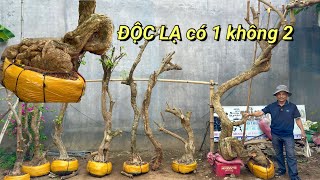 Tèo bonsai 145 0772886767 chào bán lô Hoa Giấy mới về Đẹp Khủng Bonsai Gác Cổng đầy đủ [upl. by Fairweather]