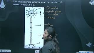 The accompanying diagram show the structure of neuron Identify A to E [upl. by Ariajay295]