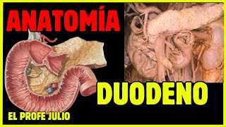 💪 ANATOMÍA del DUODENO  ¡LA MEJOR EXPLICACIÓN [upl. by Nellie590]