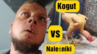 Piecony Kogut vs 3 Naleśniki [upl. by Pearlstein]