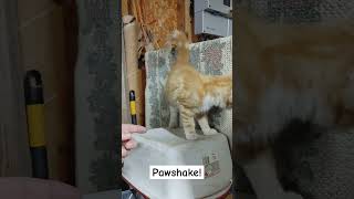 Pawshake  Finger Shake cutekittenvideos kittyantics cutekitty [upl. by Mehs]