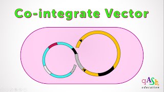 Cointegrate Vector  Agrobacterium  Transformation in plants  Ti plasmid  Biotechnology BScMSc [upl. by Ahsinit]