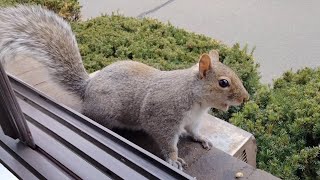 Squirrel sounds and their meanings [upl. by Esej]