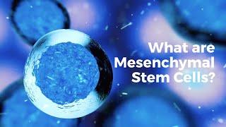 What are mesenchymal stem cells [upl. by Llenrev]