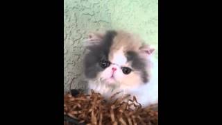 Dilute calico Persian kitten [upl. by Aeli]