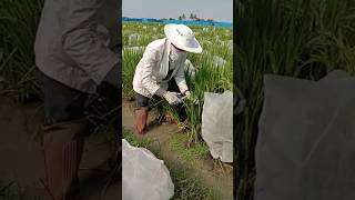 B line sterilization through back crossing CMS conversion🌾 rice agriculture research shorts [upl. by Snowber]