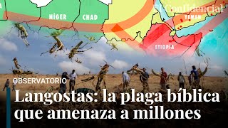 ¿Qué pasa con las langostas en África La plaga bíblica de la que no para de alertar la ONU [upl. by Nevins]