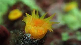 Stony Cup corals Leptopsammia pruvoti in Cretan Archipelagos [upl. by Sivel]