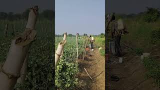 insecticide spraying in tomato 🍅🍅 [upl. by Resneps]