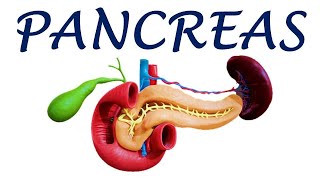 Chp23  ANATOMY of PANCREAS  BDC Vol2  Abdomen  Dr Asif Lectures [upl. by Rephotsirhc]