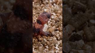 Baby gecko hatches lizard gecko shorts [upl. by Errecart967]