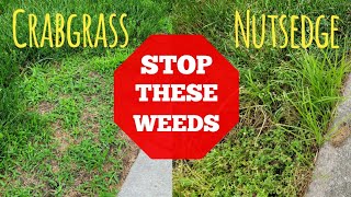 How To Get Rid Of Crabgrass and Nutsedge In Your Lawn [upl. by Laurel929]