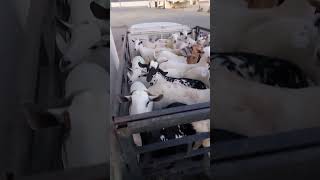 Eid Takbeer 🤍sorts animals viralvideo🥰 [upl. by Fortune555]