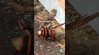 Even in Death Giant Hornet Frightens the Japanese Honeybees [upl. by Shrier]