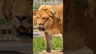 Ligers and Tigons 🦁 The RAREST Big Cats [upl. by Bartram]